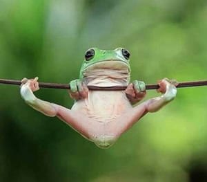 Meme de uma perereca pendurada 