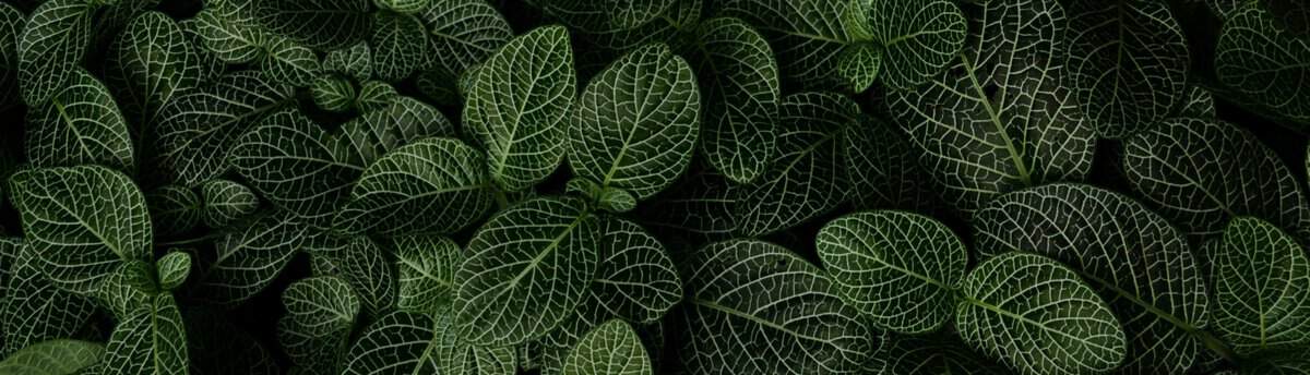 folhinha verde