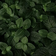 folhinha verde