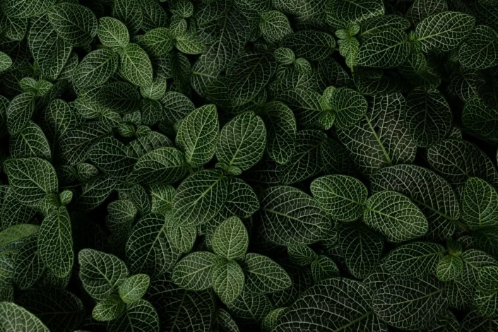 folhinha verde